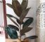 客厅养2种花，大气上档次，好看又好养！
