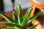 卧室养7种“植物”，放一盆，空气好，睡眠好，好养漂亮长爆盆