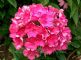 春夏季这样清除院子里的蚊子和鼻涕虫，养花种菜再无烦恼